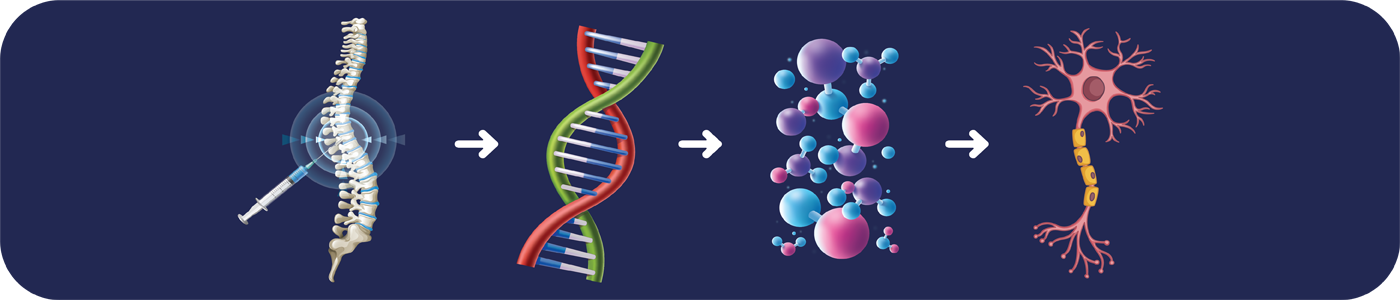 How SpinCura Works